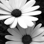 Black_and_White_Flowers_