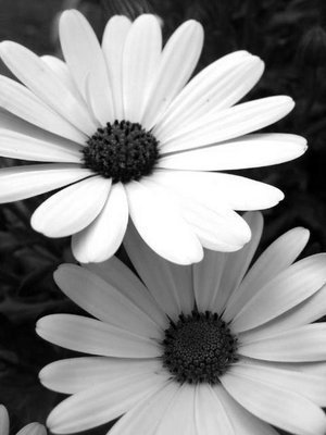 Black_and_White_Flowers_